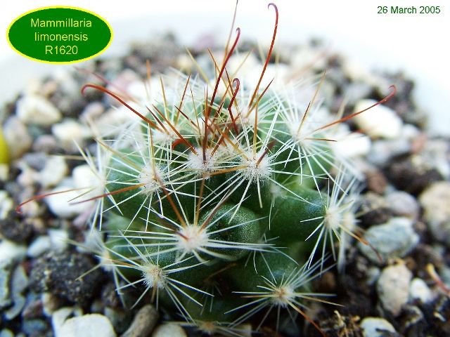 Mammillaria _limonensis _R1620 _01